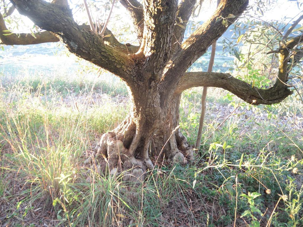 Pontet-Fronzele Agrotourisme Ecologique, Maison D'Hotes & Spa ลากอร์ซ ภายนอก รูปภาพ